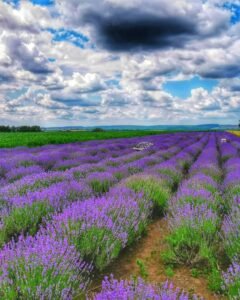 lavanda (1)