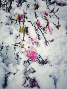 poze cu magnolii si zapada (1)