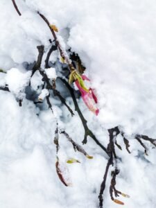 poze cu magnolii si zapada (2)